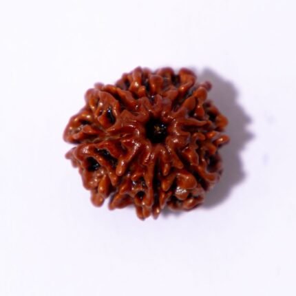 10 Mukhi Rudraksha