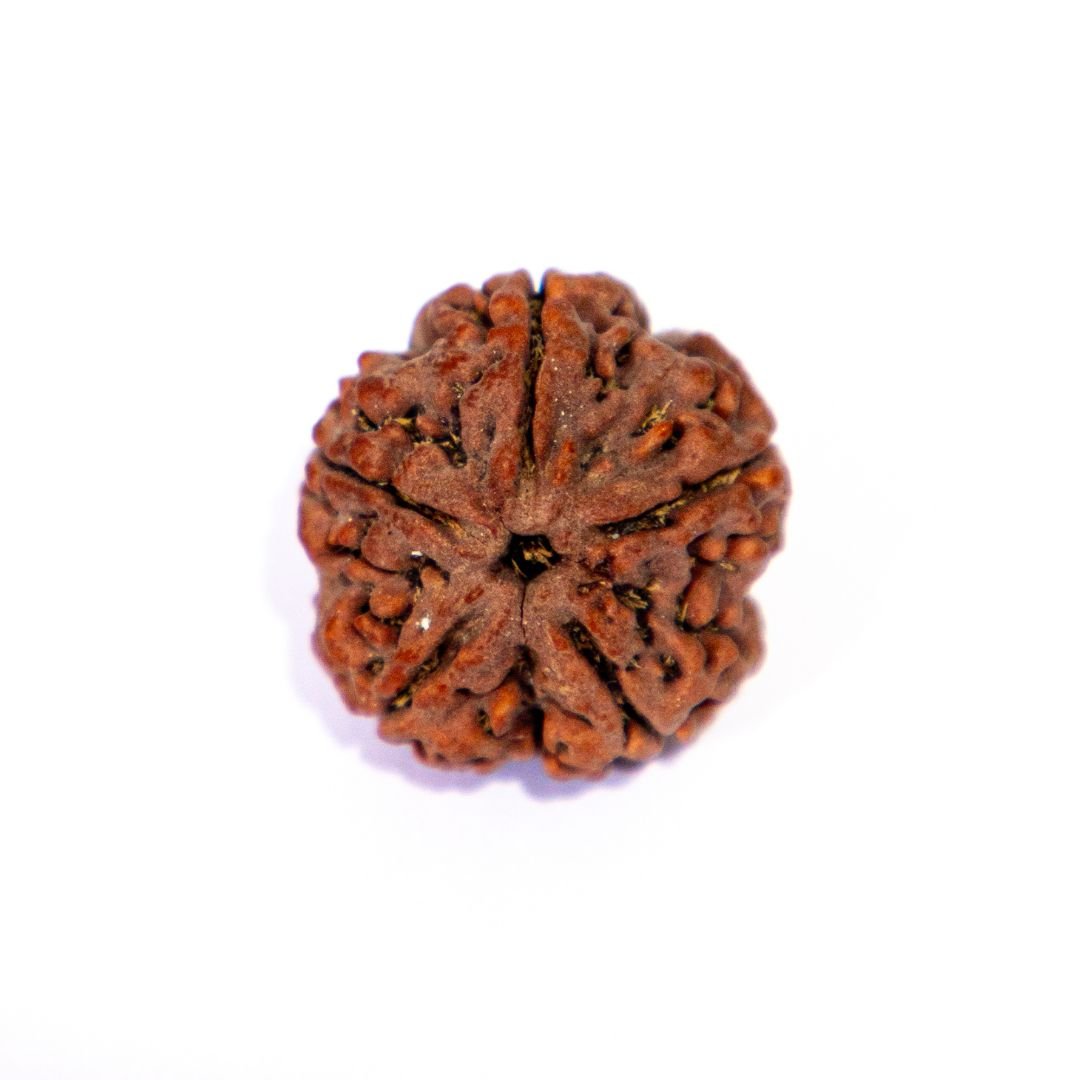 4 Mukhi Rudraksha 4 Mukhi Rudraksha