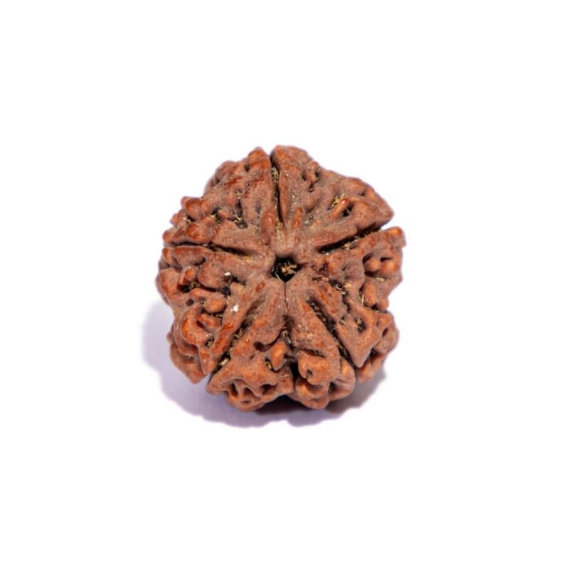 6 Mukhi Rudraksha