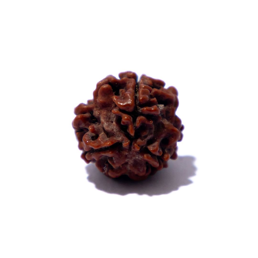 7 Mukhi Rudraksha 7 Mukhi Rudraksha
