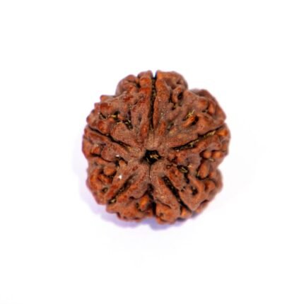 7 Mukhi Rudraksha