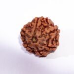 8 Mukhi Rudraksha