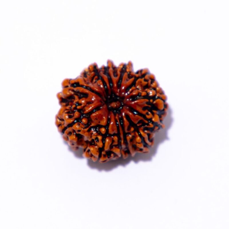 9 Mukhi Rudraksha