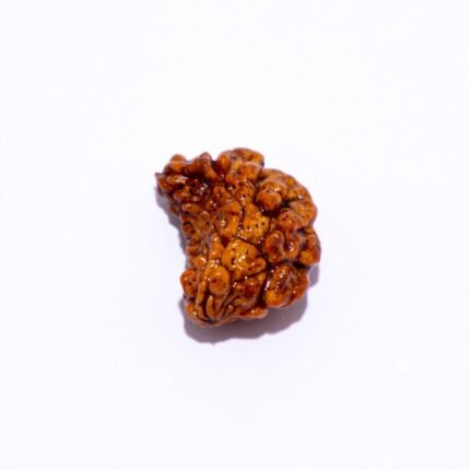1 Mukhi Kaju Dana Rudraksha