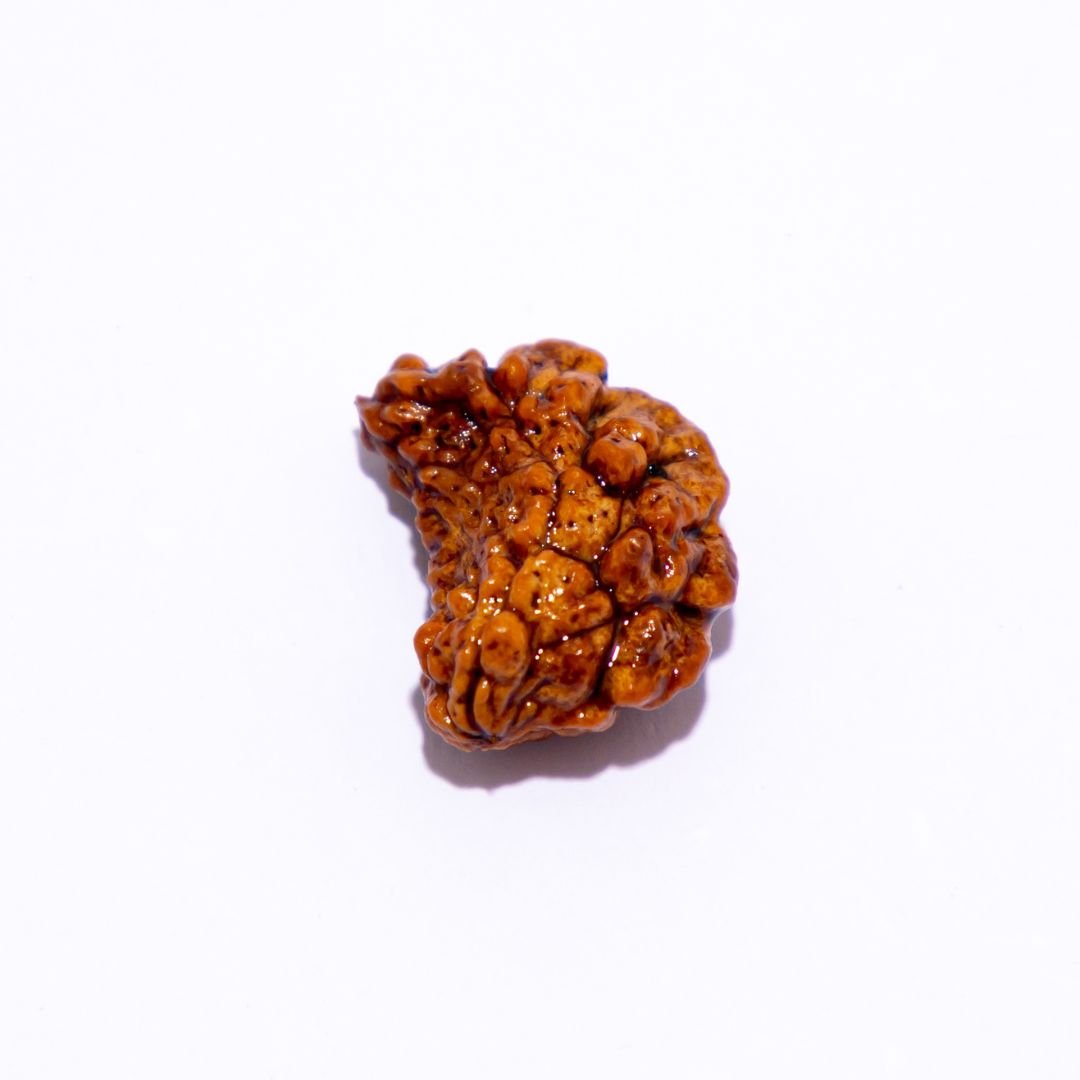 1 Mukhi Kaju Dana Rudraksha